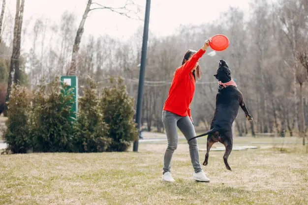 teach-dog-tricks