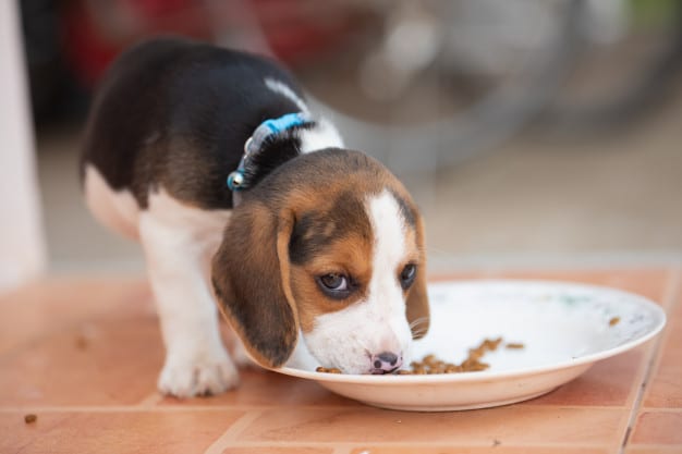 Best Ways to Feed Puppies: Some Tips for Caring for Your Little Creatures! 1