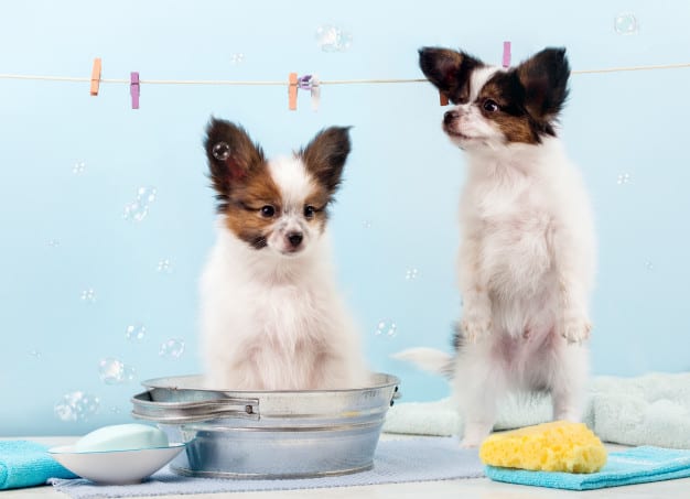 dog-puppy-bathing