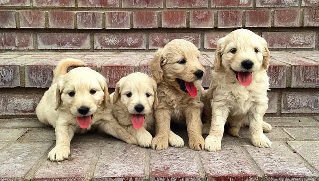 miniature-golden-doodle-puppies