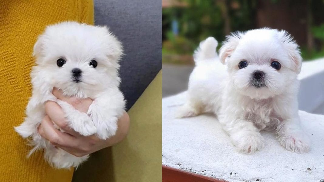 maltese puppy size