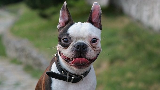 Boston-Terrier-Puppy