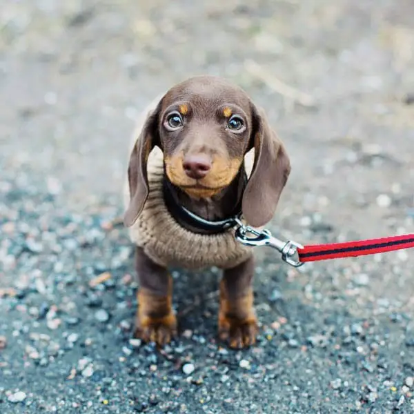 dachshund-dogs-with-long-lives-8
