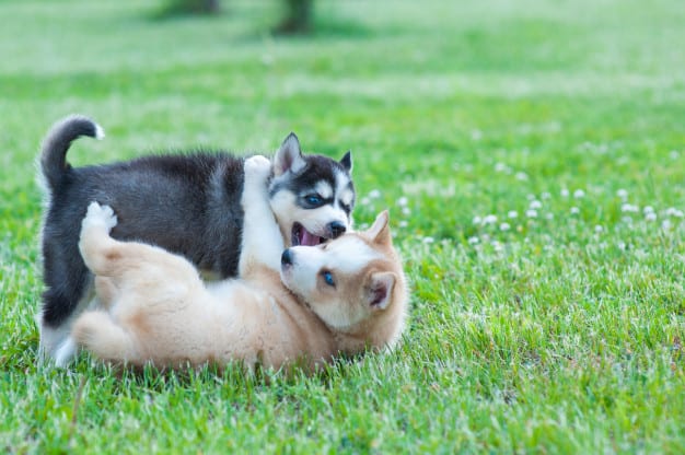 siberian-husky-dogs