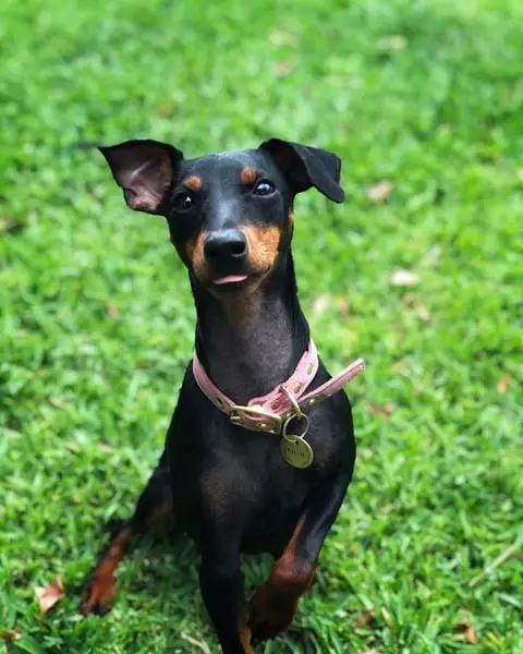 toy-manchester-terrier-dogs-with-long-lives