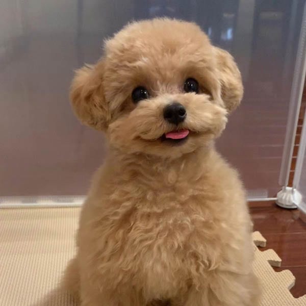 toy-poodle-dogs-with-long-lives