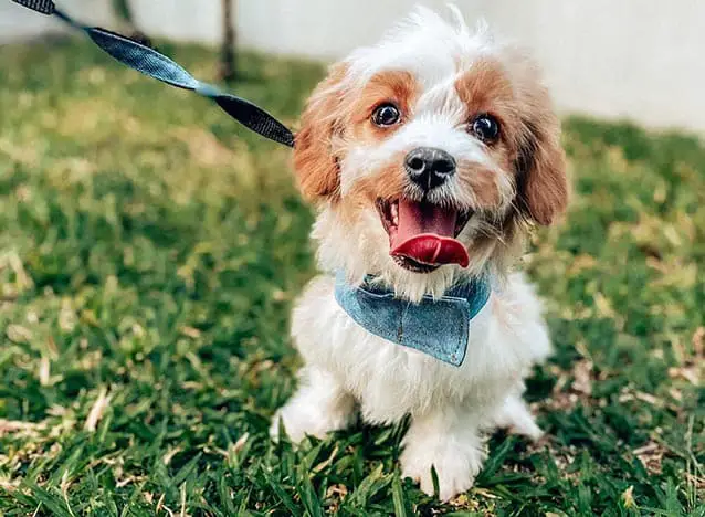 12 Cutest Small Mixed Dog Breeds 1