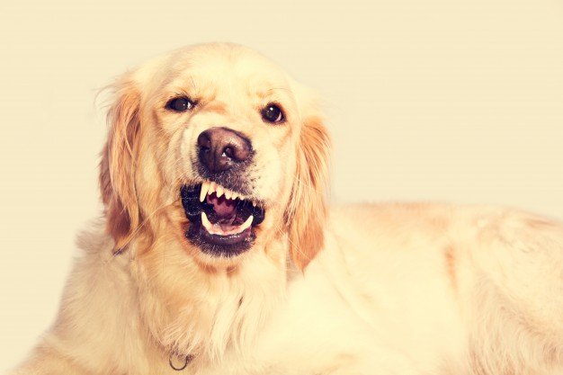 bared-teeth-in-dogs