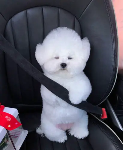 dog-anxiety-in-car-rides-5