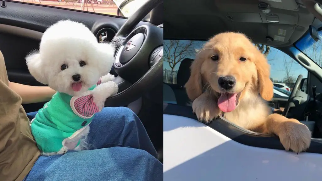 dogs-fear-car-rides