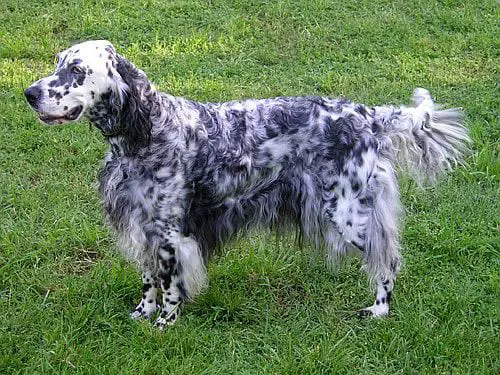 English Setter hunting dogs