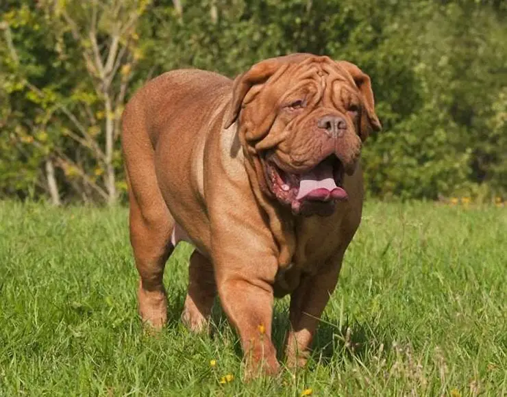 French Mastiff largest dog breeds