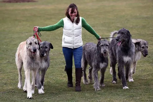 irish-wolfhound-dog-breed