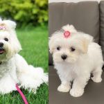 maltese-dog-breed-benefits