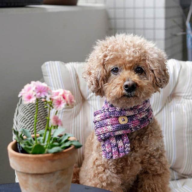 toy-poodle-facts