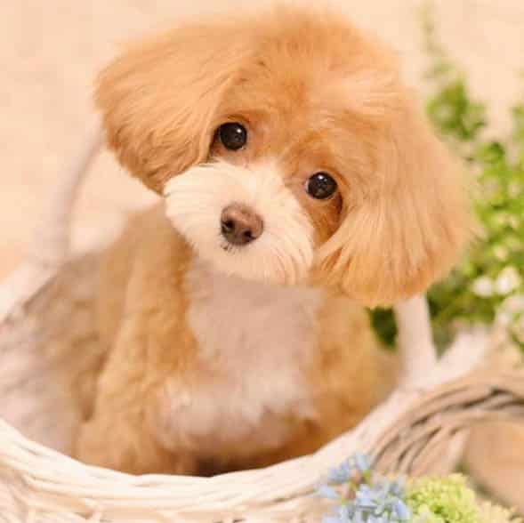 Top 10 Benefits Of Having A Toy Poodle Dog 1