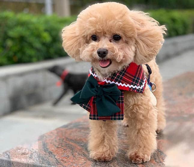 toy-poodle-facts