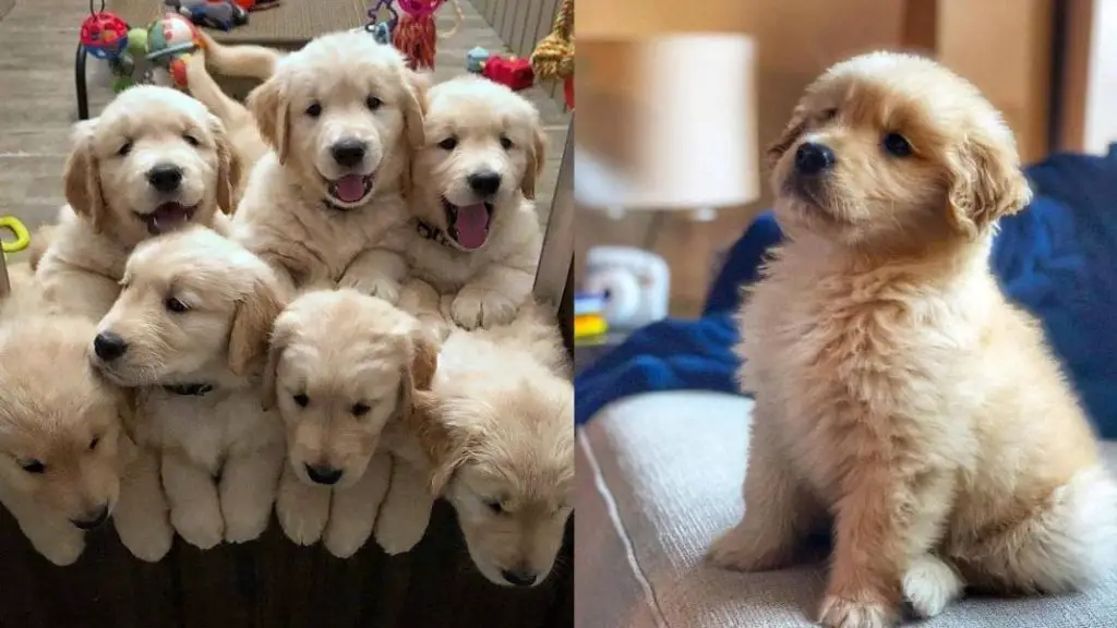 train-a-golden-retriever-puppy