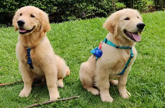 train-a-golden-retriever-puppy