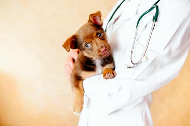 veterinarian-examining-corona-virus-covid-19