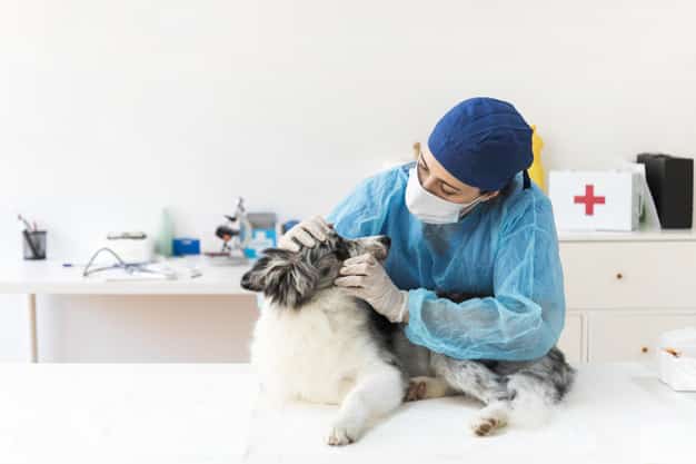veterinarian-examining-dog-corona-virus-covid-19