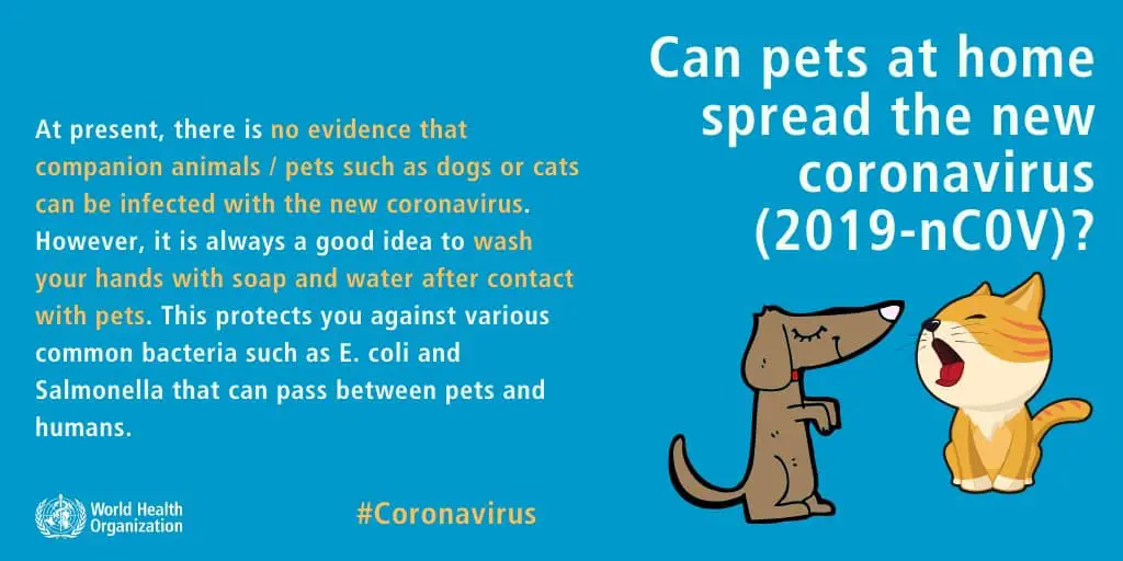 can pets at home spread the new coronavirus