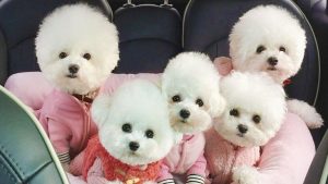 fluffiest-dogs