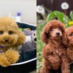 how-smart-are-poodles