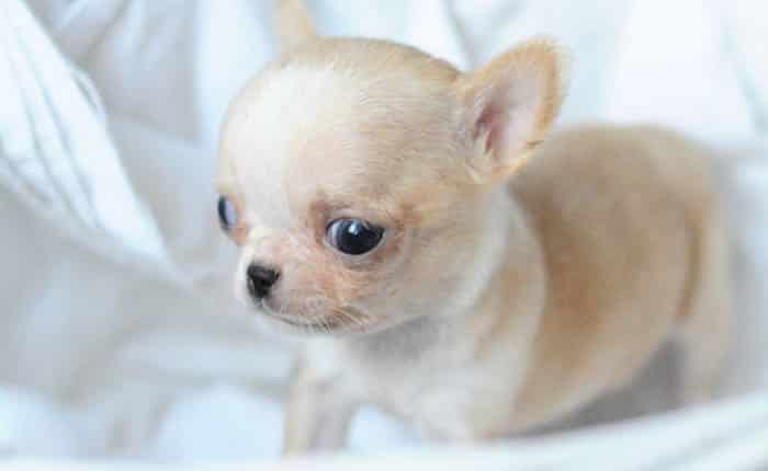 teacup-chihuahua-puppy