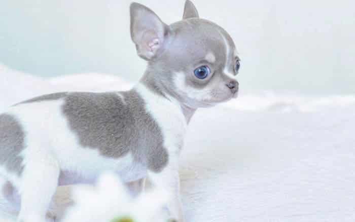 Teacup Chihuahua - 15 Amazing Facts and Personality Traits
