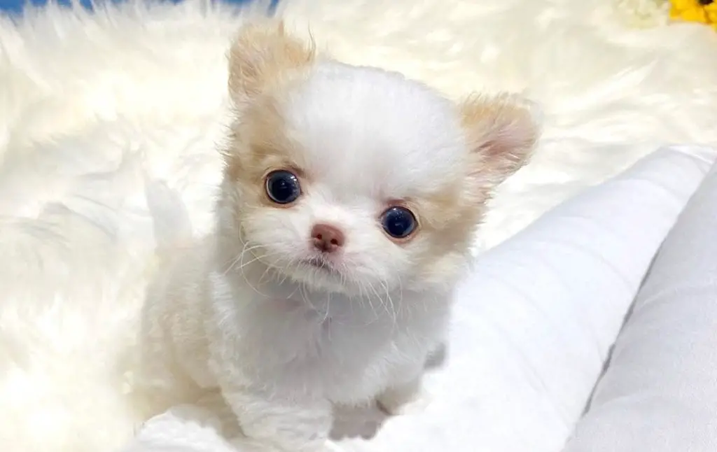 teacup-dogs-chihuahua