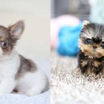 teacup-dogs-puppies