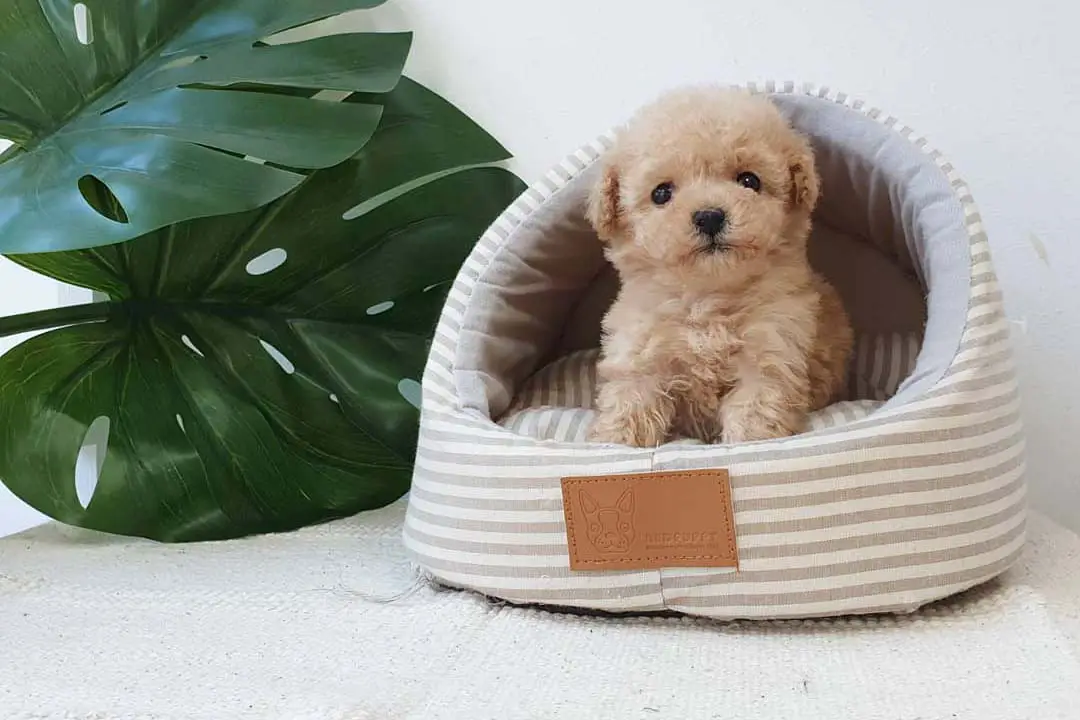 teacup-dogs-toy-poodle