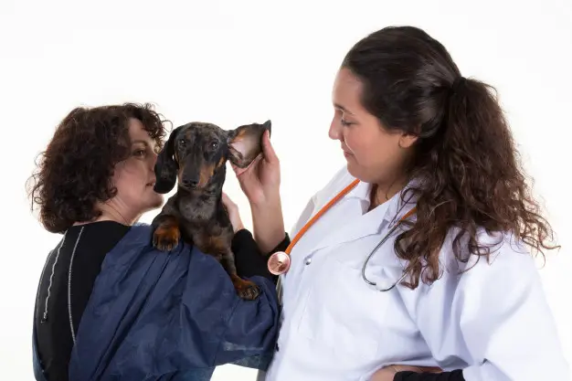 ear-infections-in-dogs