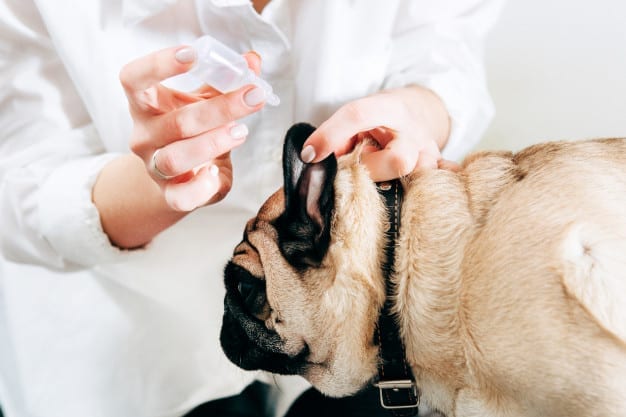 ear-infections-in-dogs