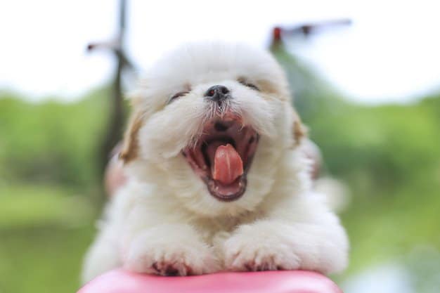 dog-yawning-understand-4