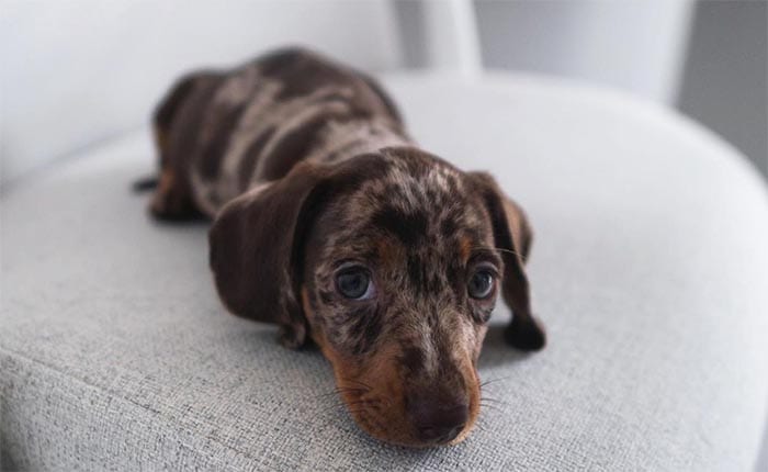 Miniature Dachshund 12 Surprising Facts Before Adopt