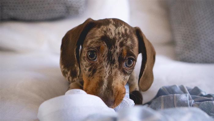 dachshund-cutest-dog-breed