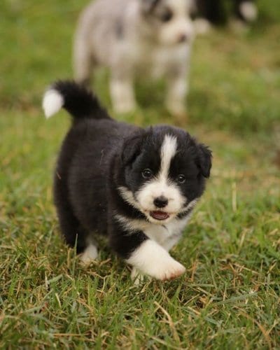 most-obedient-dogs-border-collie