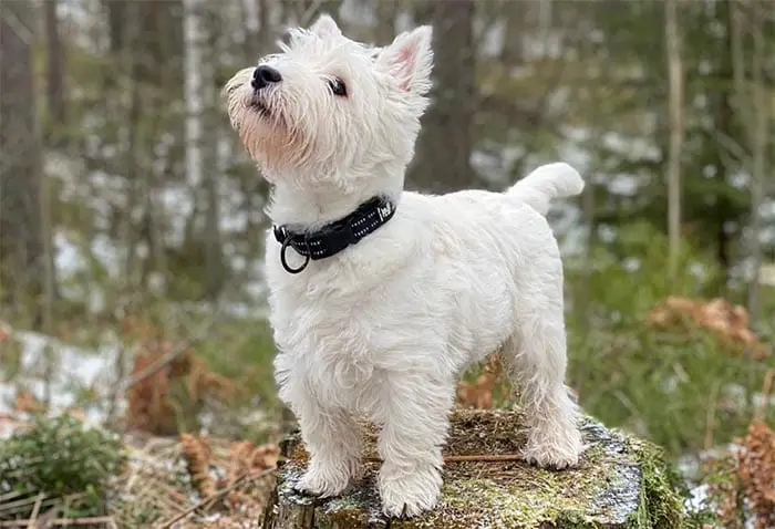 west-highland-white-terrier