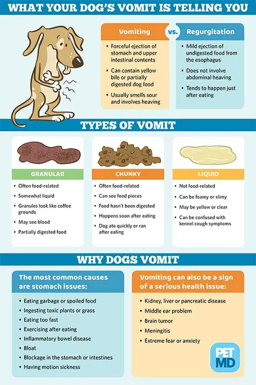 Dog-Vomit-Infographic