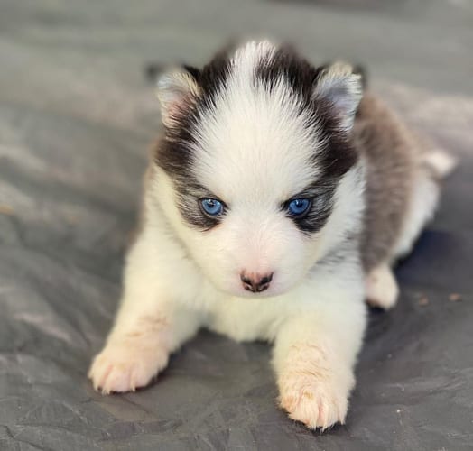 cute mini huskies