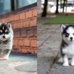 miniature-husky-dogs