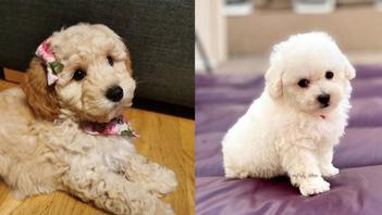 Bichon Poodle Mix Truth About Poochon Dogs
