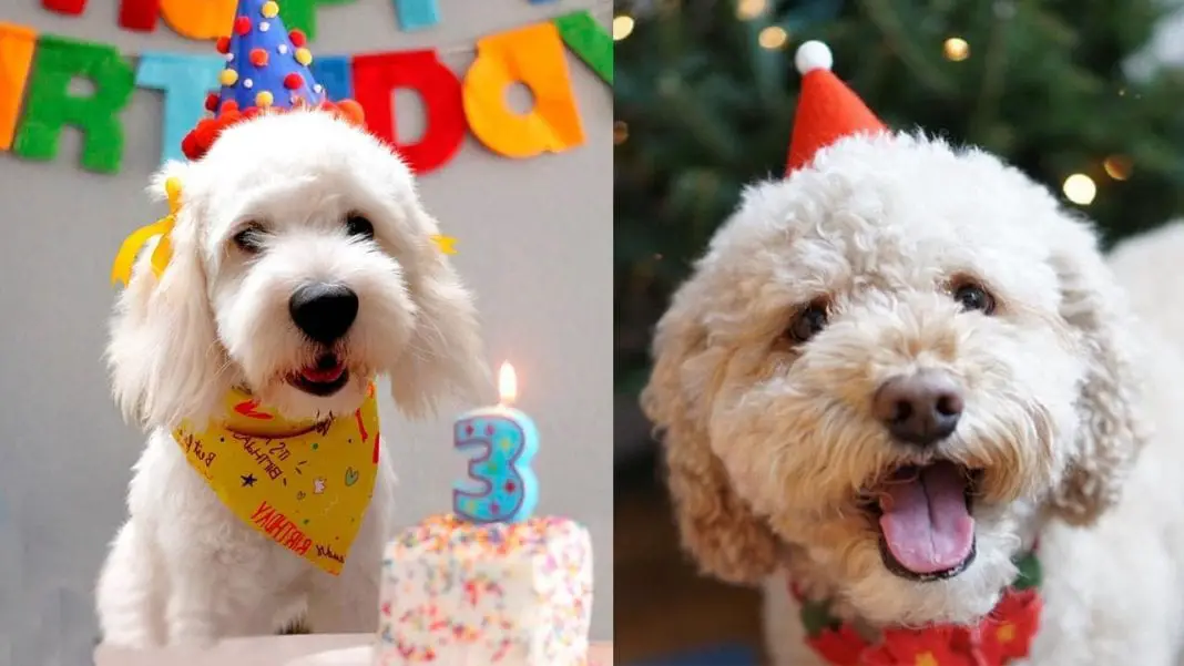 celebrate-your-dogs-birthday