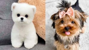 dog-breeds-look-like-puppies-forever
