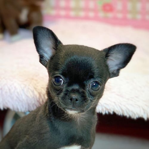 12 Interesting Facts about Miniature Chihuahuas 2