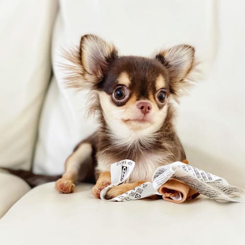 miniature toy chihuahua