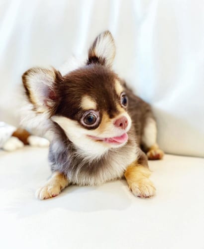 12 Interesting Facts about Miniature Chihuahuas 1