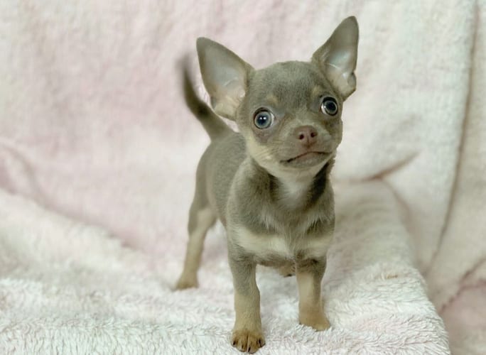 12 Interesting Facts about Miniature Chihuahuas 3
